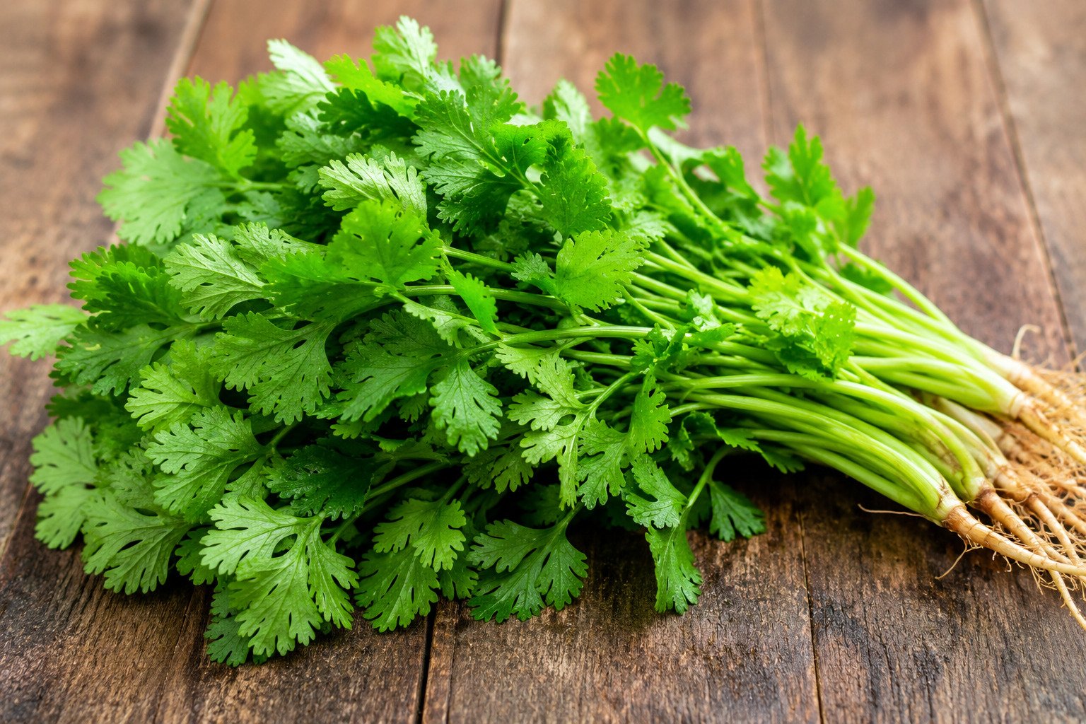 Coriander growing in small pot on balcony
