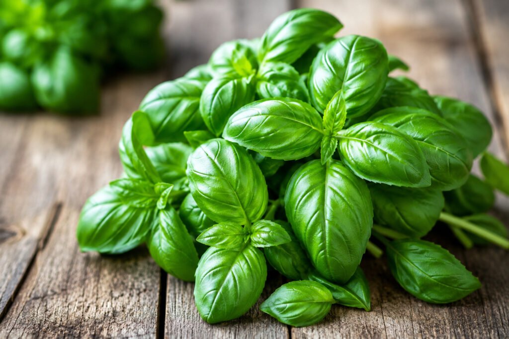 Basil plant growing in balcony container
