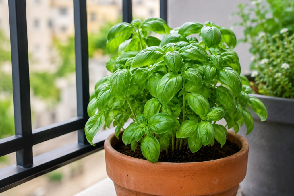 Basil plant growing in pot on balcony healthy herbs