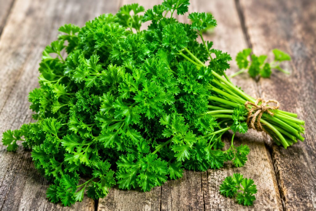 Parsley plant growing in pot