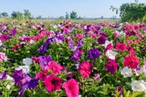 Colorful pink, purple, and white petunias growing in a field
