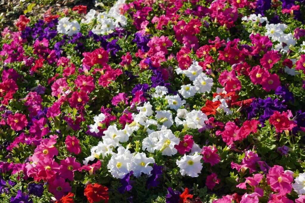 Colorful bed of pink, red, white and purple petunias in full bloom